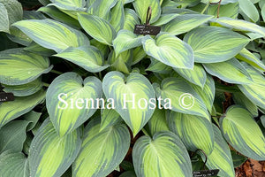 Hosta 'June'