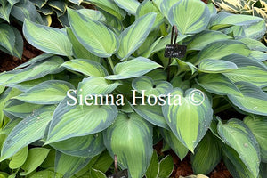 Hosta 'June'