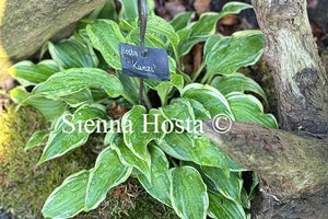 Hosta 'Kanzi'