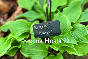 Hosta 'Kanzi'