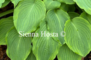 Hosta 'Key Lime Pie'