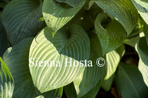 Hosta 'Krossa Regal'