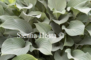 Hosta 'Krossa Regal'