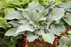 Hosta 'Krossa Regal'