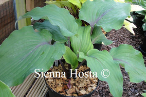 Hosta Lady In Red