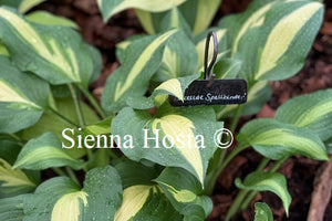 Hosta 'Lakeside Spellbinder'