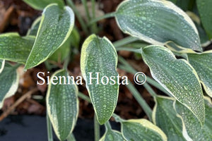 Hosta 'Libby'