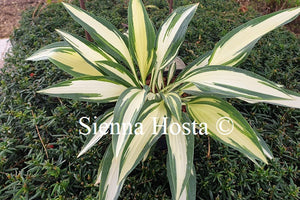 Hosta Little Angel Wings