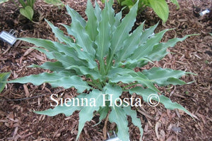 Hosta Love Lost