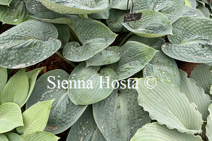 Hosta 'Love Pat'