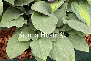 Hosta 'Metallica'