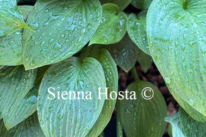 Hosta 'Mountain Green'