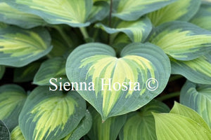 Hosta 'Orange Marmalade'