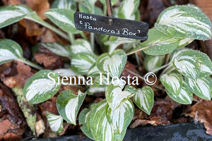 Hosta 'Pandora's Box'