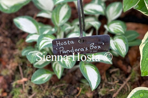 Hosta 'Pandora's Box'