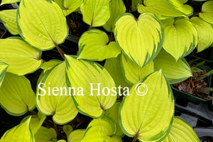 Hosta 'Paradise Island'