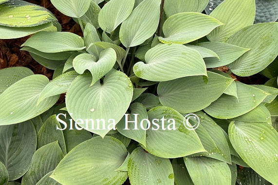 Hosta 'Paradise Sandstorm'