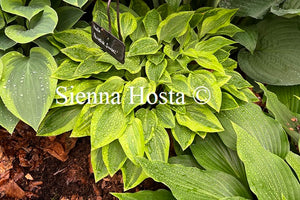 Hosta 'Paradise Sunset'