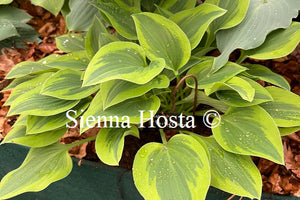 Hosta 'Parky's Prize'