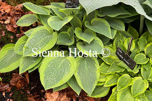 Hosta 'Parky's Prize'