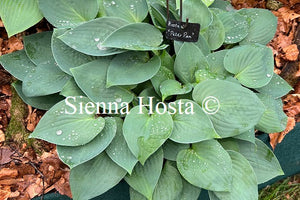 Hosta 'Peter Pan'