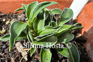 Hosta Pierced Mouse Ears