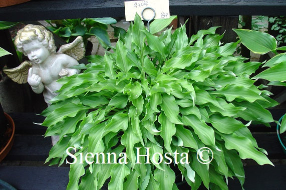 Hosta Quill