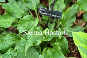 Hosta 'Raspberries and Cream'