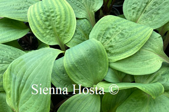 Hosta Rhubarb and Lime