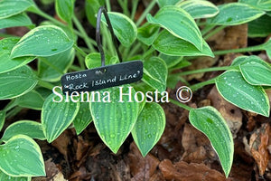 Hosta 'Rock Island Line'