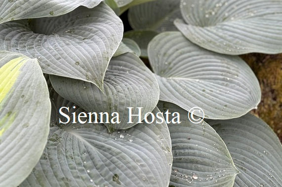 Hosta 'Rock and Roll'