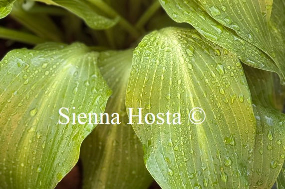 Hosta 'Rupifraga Tetra'