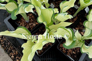 Hosta 'Sails Ho'