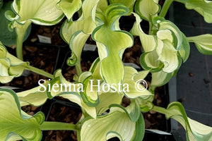 Hosta 'Sails Ho'