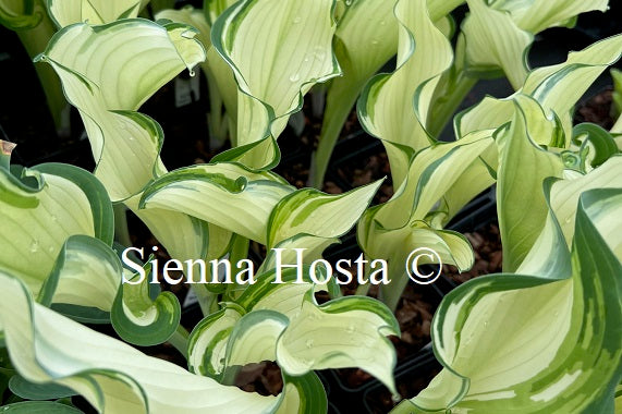 Hosta 'Sails Ho'