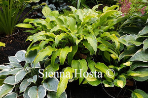 Hosta See No Evil