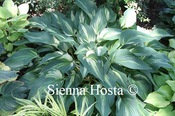 Hosta Sharp Dressed Man