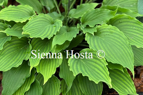 Hosta 'She's Got the Moves'