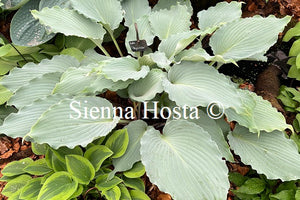 Hosta 'skywriter'