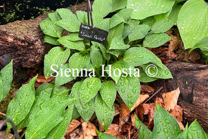 Hosta 'Small Parts'