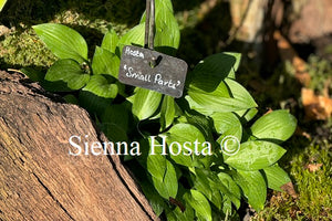 Hosta 'Small Parts'