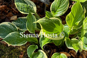 Hosta 'So Sweet'