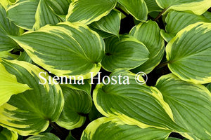 Hosta 'Sorbet'