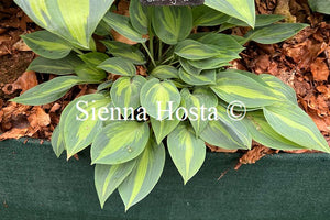 Hosta 'Stand By Me'