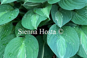 Hosta 'Striptease'