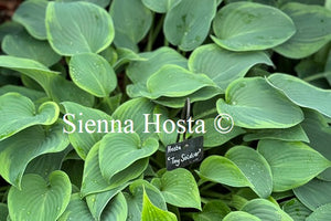 Hosta 'Toy Soldier'