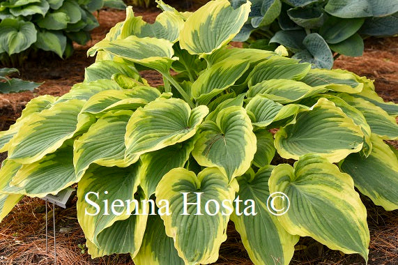 Hosta Trendsetter