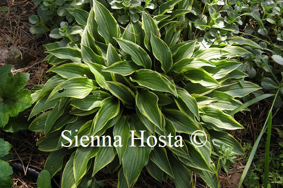 Hosta Tsugaru Komachi Fukurin