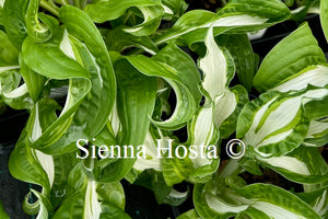 Hosta 'Twisted Spearmint'