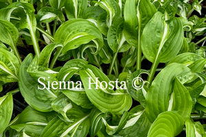 Hosta 'Twisted Spearmint'